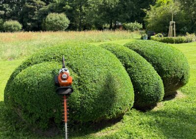Buchsbaumkugeln auf gepflegtem Rasen, professionell gepflegt und gestaltet.