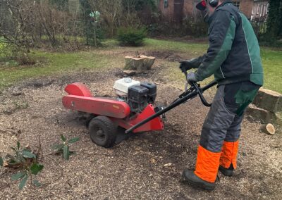 bei Baumfällarbeiten im Garten, professionelle Gartengestaltung und Landschaftsbau.