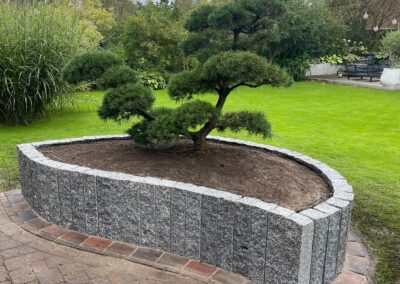 Eleganter Bonsai im Garten, umgeben von Granitmauer und gepflegtem Rasen.